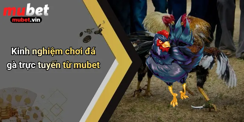 Kinh nghiệm chơi đá gà trực tuyến từ mubet