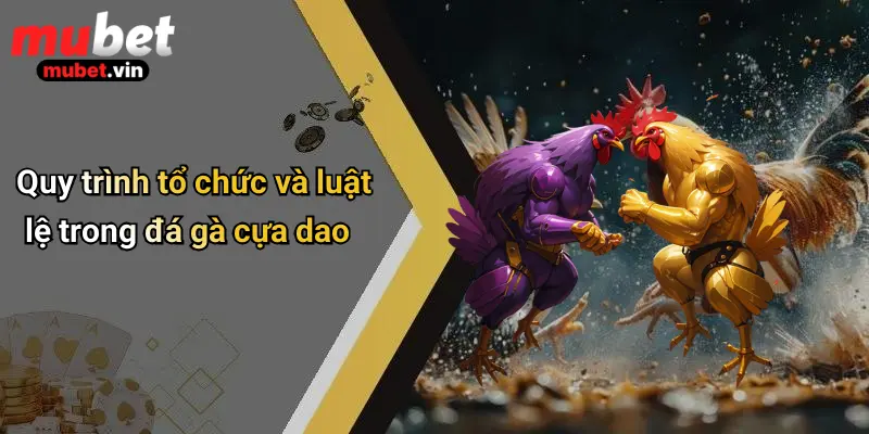 Quy trình tổ chức và luật lệ trong đá gà cựa dao